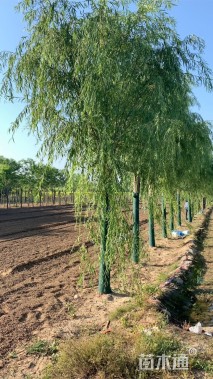 18公分嫁接垂柳