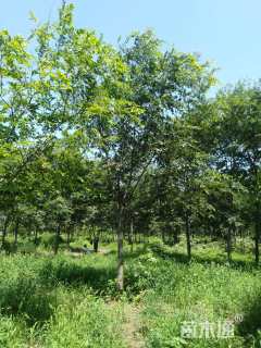 15公分朴树