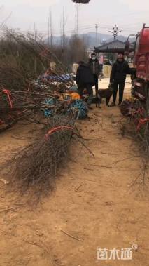 高度350厘米山茱萸