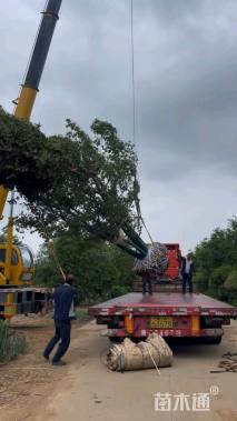 8公分(4杆)丛生朴树