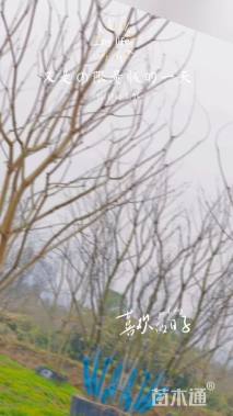 7公分(5杆)丛生乌桕