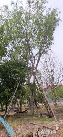 35公分榔榆