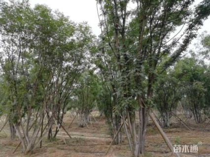 50公分丛生黄连木