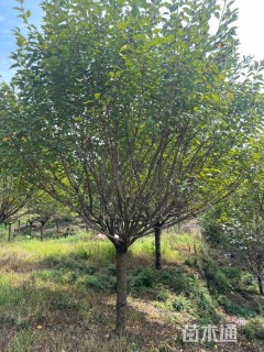 15公分日本晚樱