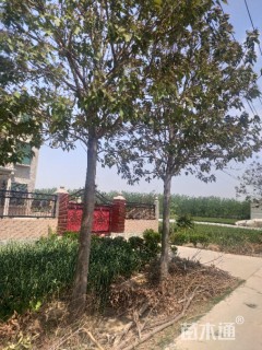 15公分速生楸树