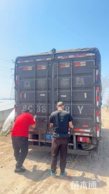 高度30厘米鼠尾草