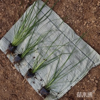 高度65厘米矮蒲苇