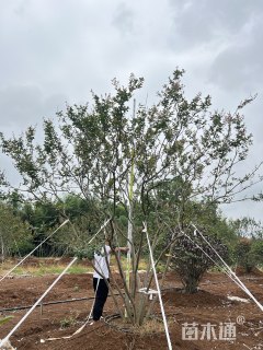 高度850厘米丛生紫薇