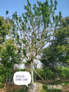 35公分朴树