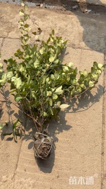 高度60厘米金森女贞