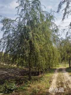 18公分垂柳