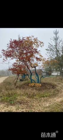 45公分丛生乌桕