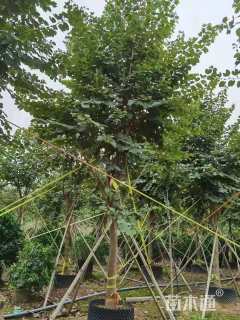 高度500厘米紫荆