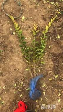 高度60厘米金叶女贞小苗