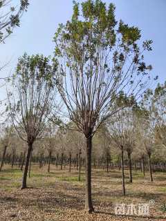 14公分速生白蜡