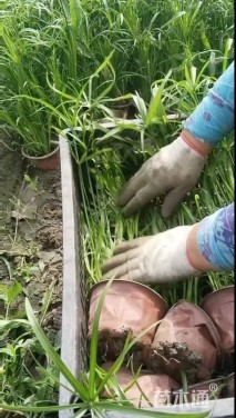 高度50厘米旱伞草