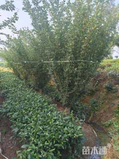 12公分垂丝海棠