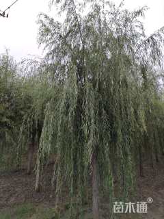 15公分垂柳