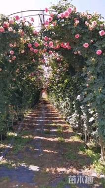 高度100厘米月季