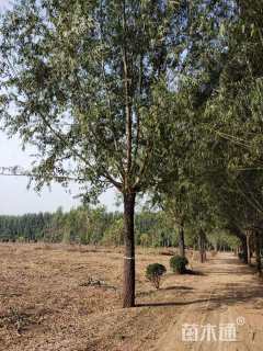 25公分柳树