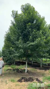 18公分美国红枫-红冠