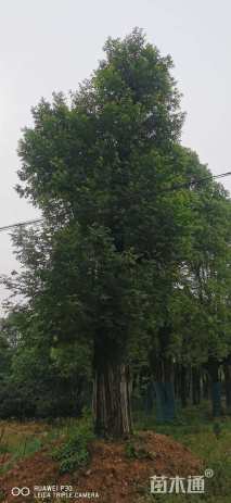 85公分杨树