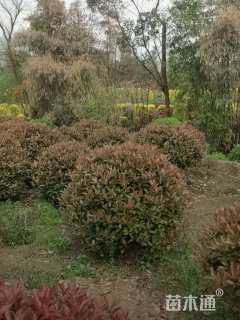 冠幅2500厘米红叶石楠球