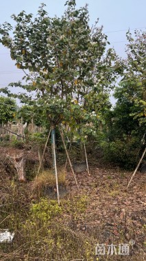 高度4000厘米紫荆