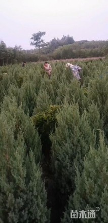 高度180厘米塔柏