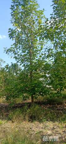 18公分美国红枫