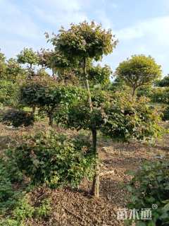 8公分造型三角枫