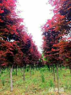 高度400厘米三季红红枫