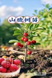 高度60厘米山楂小苗