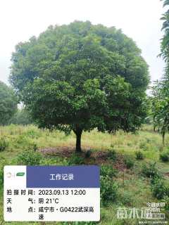 高度750厘米丛生桂花