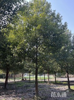 25公分熟货香樟截杆香樟