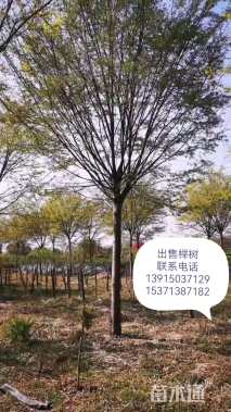 高度3500厘米丛生大叶女贞