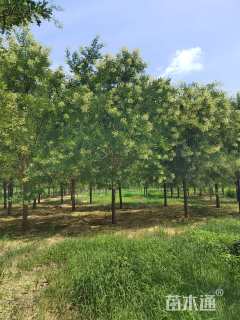 18公分速生国槐