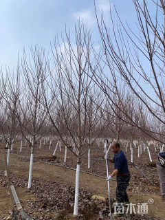 8公分美国红枫-红冠