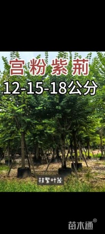 12公分羊蹄甲