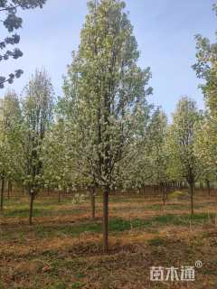 14公分彩叶豆梨