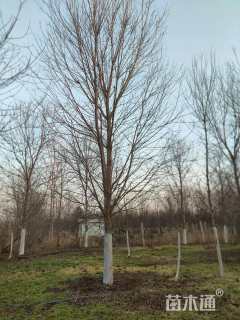 20公分美国红枫