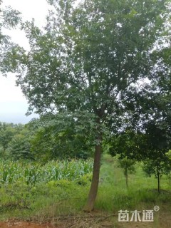 35公分丛生朴树