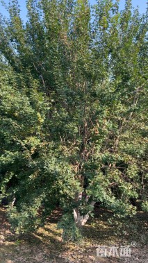 高度800厘米丛生元宝枫