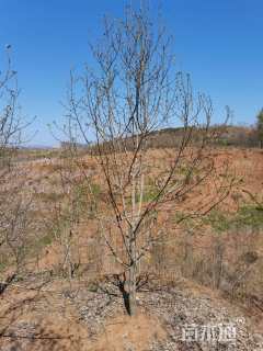 15公分二乔玉兰