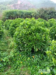 高度111厘米非洲茉莉