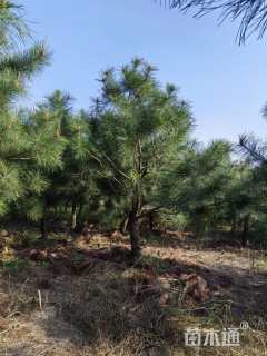 高度300厘米黑松