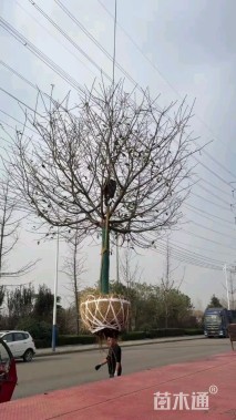 15公分绚丽海棠