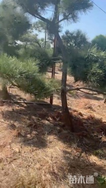 高度300厘米黑松