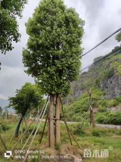 60公分多杆香樟