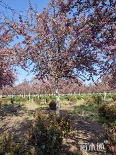 13公分北美海棠